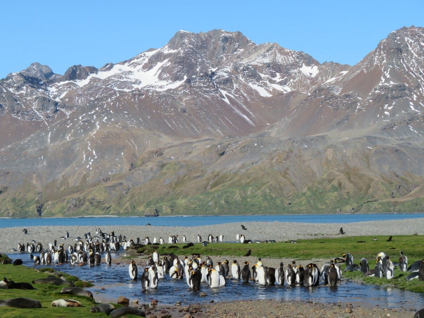 Königspinguine am Ufer der Fortuna Bay auf Südgeorgien vor schneebedeckten Bergen
