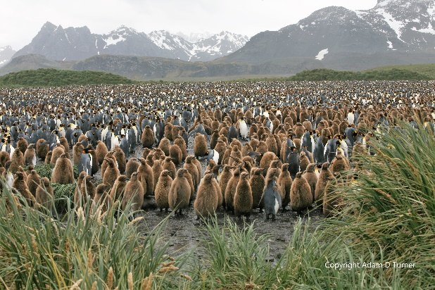 Königspinguin-Kolonie in Salisbury Plain auf Südgeorgien mit tausenden Tieren