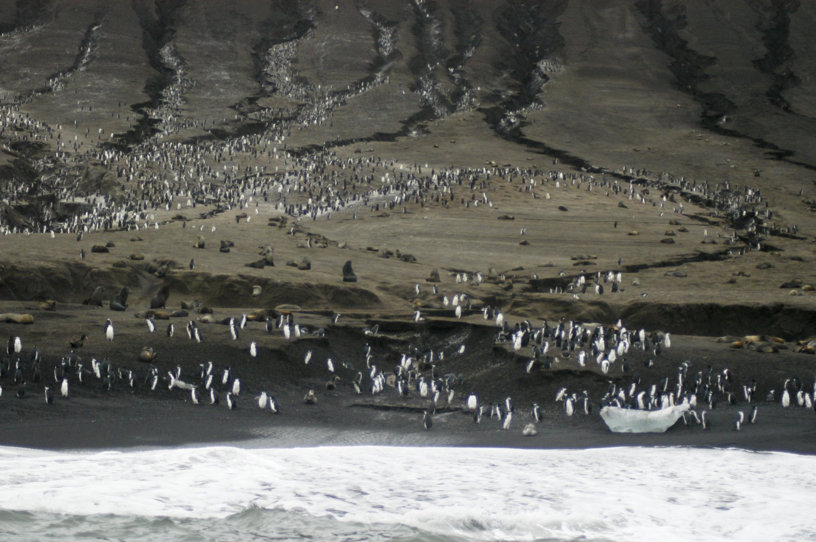 Pinguinbesetzte Vulkanhänge auf Saunders Island, Südsandwichinseln