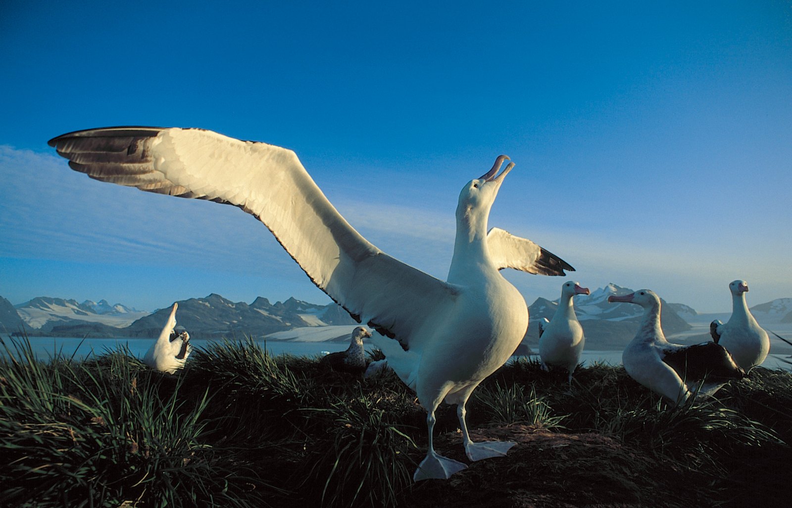 Wanderalbatros breitet seine Flügel aus, Südgeorgien