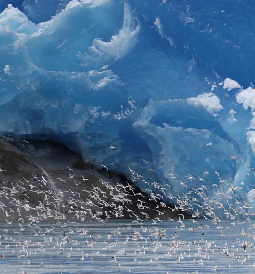 Blaue Gletscherfront mit tausenden Möwen im Schmelzwasser davor