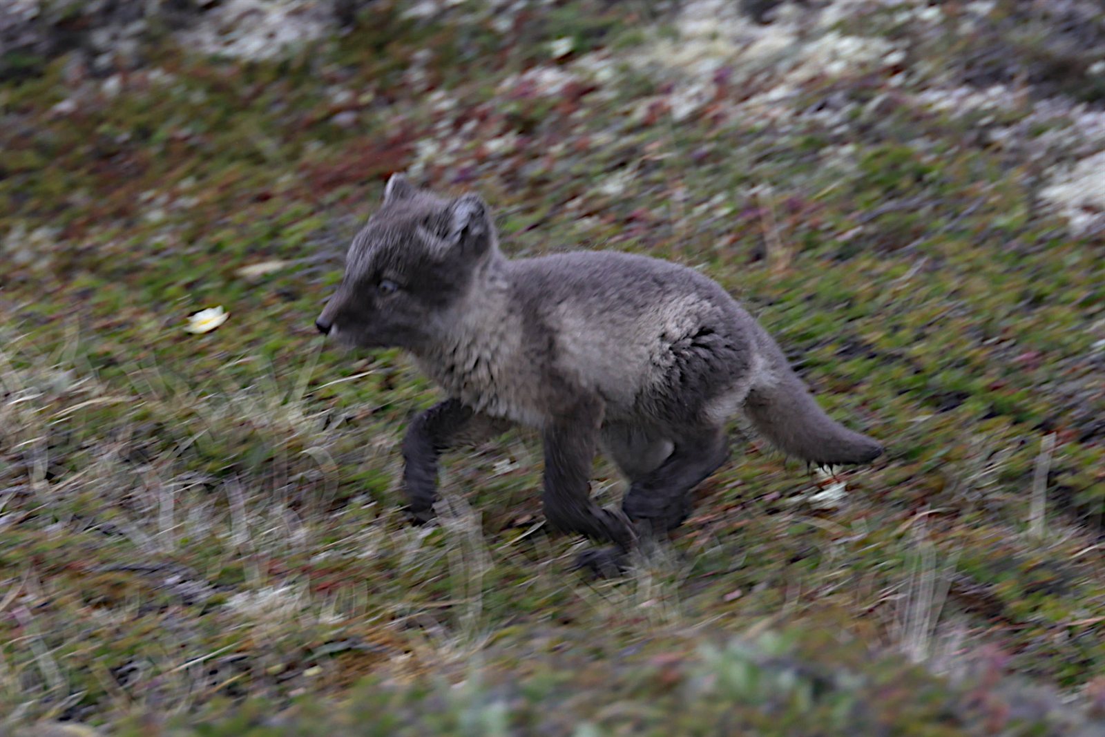 Ein junger Eisfuchs an Land