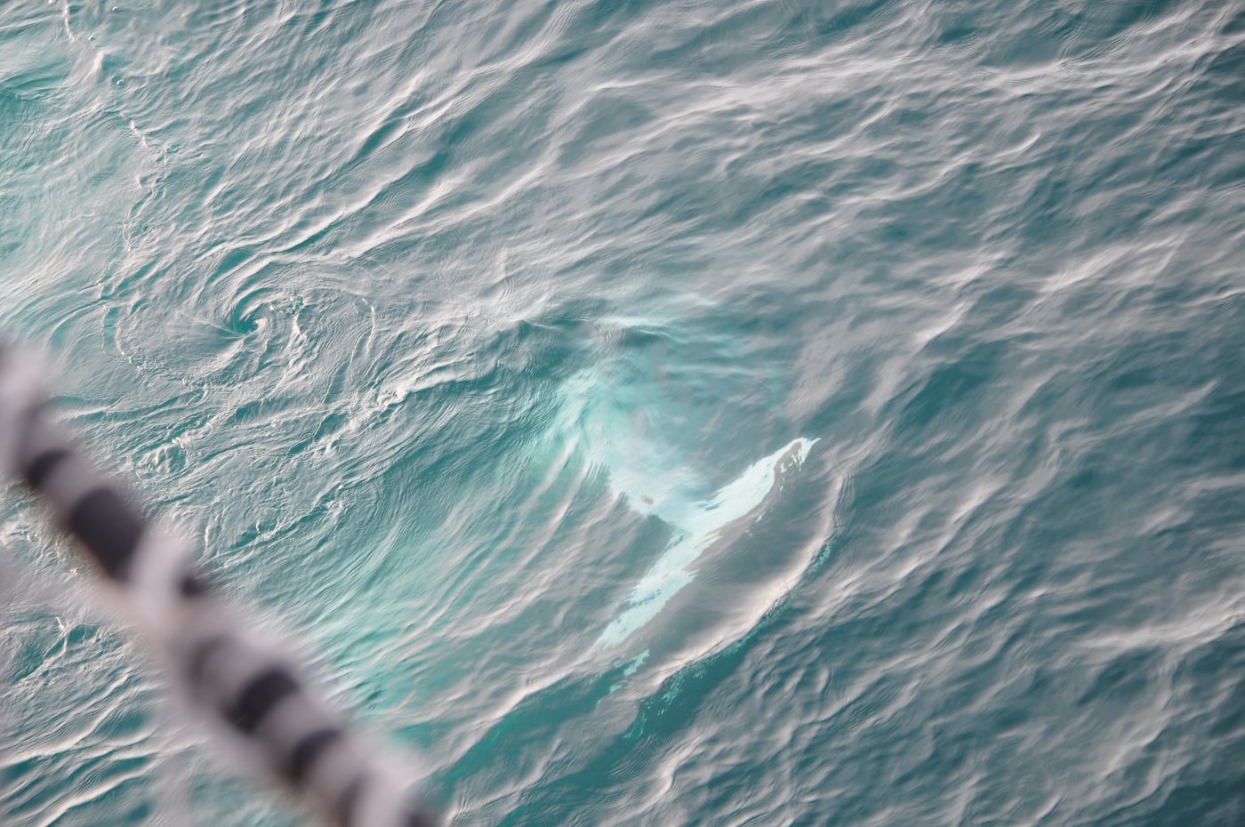 Ein Beluga inspiziert die Ankerkette des Schiffes