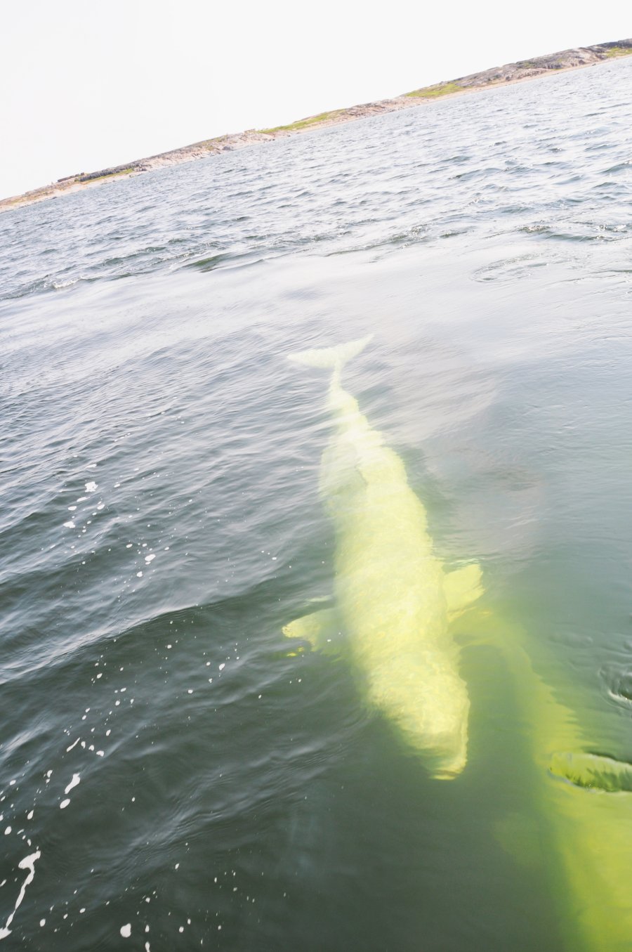 Ein Beluga dicht unter der Wasseroberfläche in flachem Küstenwasser