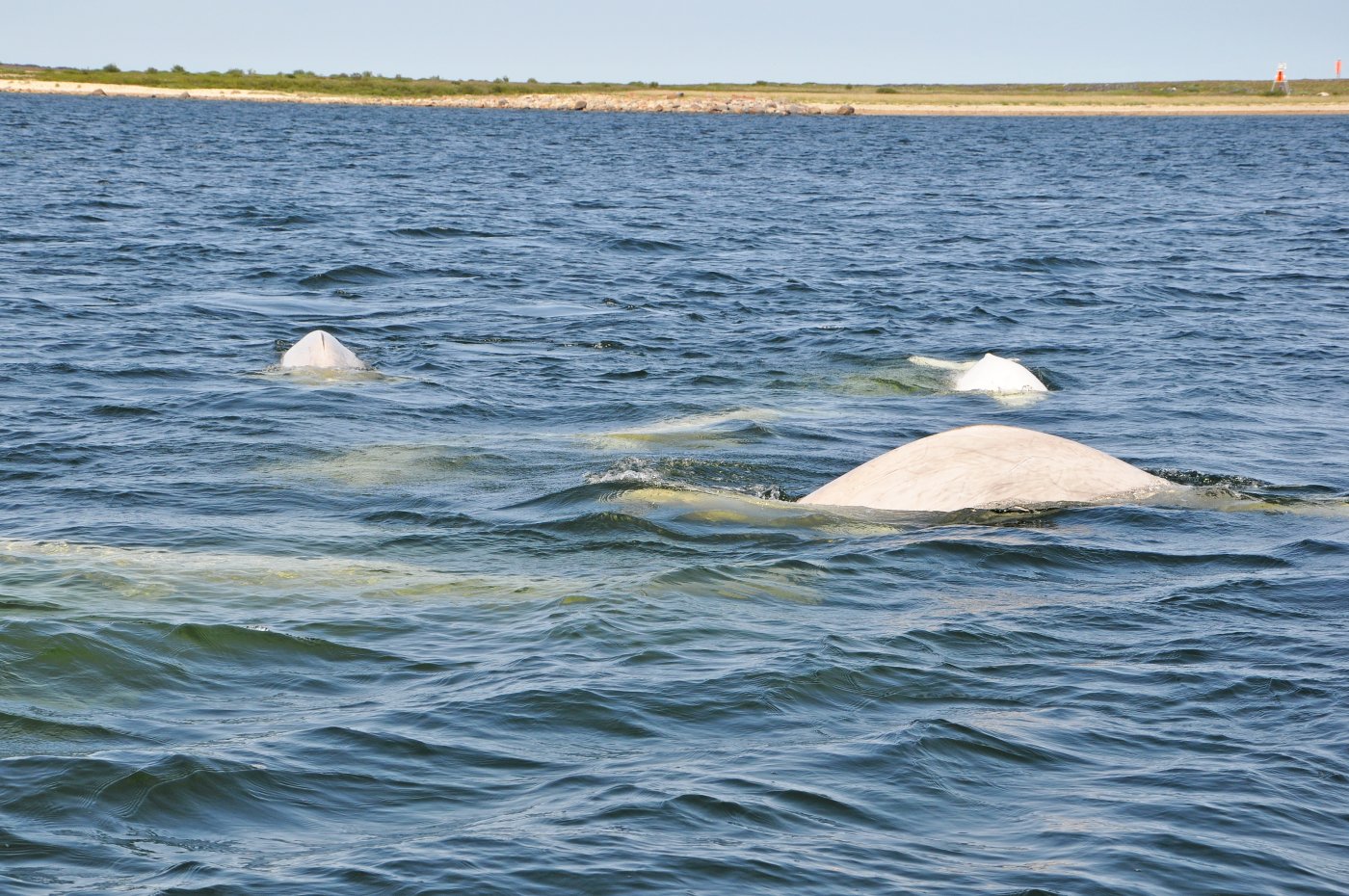 Mehrere Belugas an der Wasseroberfläche vor einer Küste
