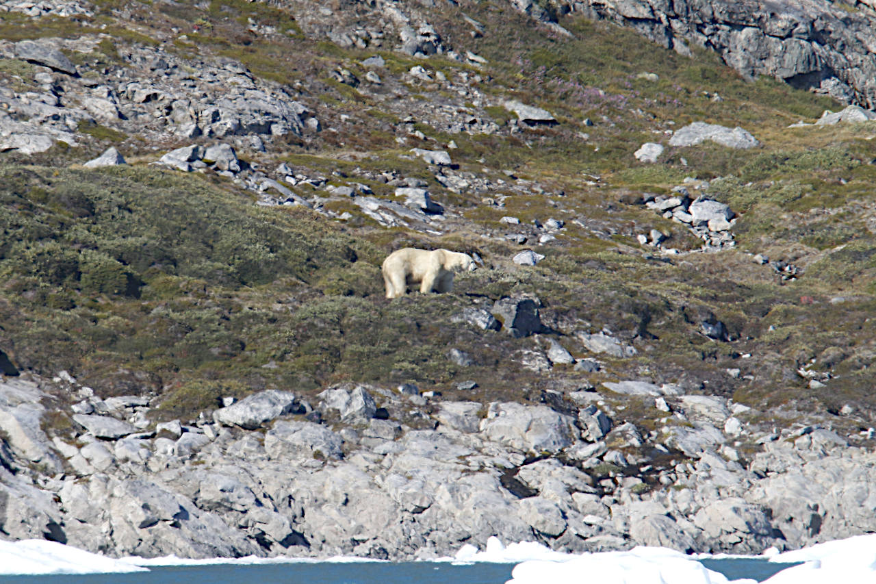 Eisbär in der Ferne auf grüner Tundra über einer Felsküste