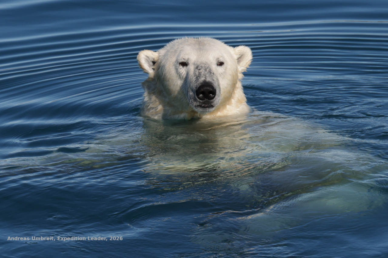 Eisbär im Wasser mit direktem Blick zur Kamera