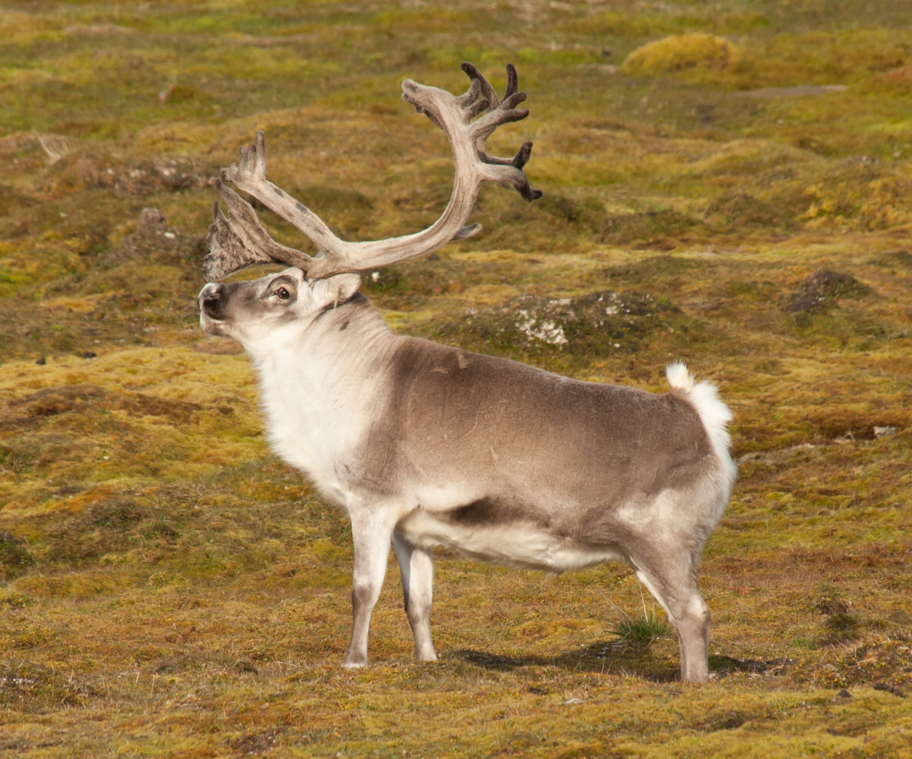 Spitzbergen-Rentier in der Tundra