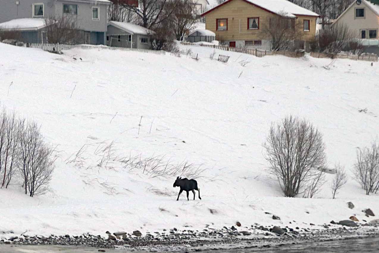 Ein Elch stapft durch den Tiefschnee an einem Ufer, dahinter norwegische Wohnhäuser