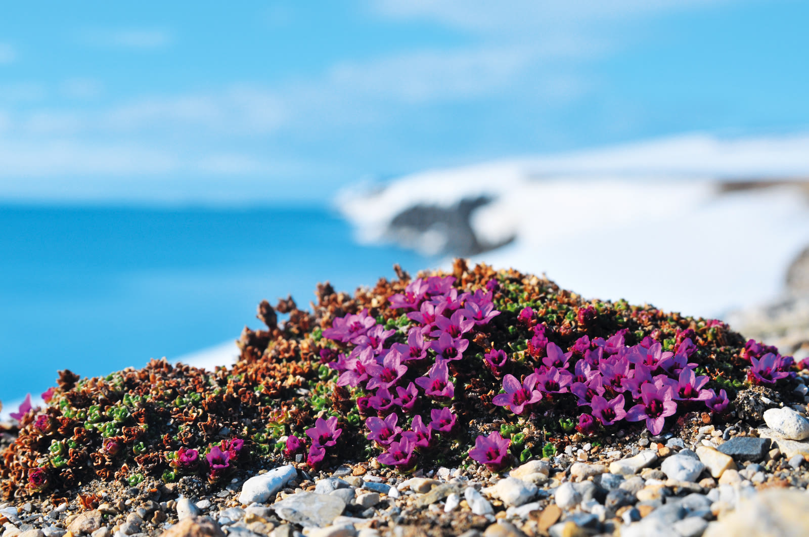 Polster von Purpursteinbrech mit leuchtend violetten Blüten zwischen Steinen auf der arktischen Tundra