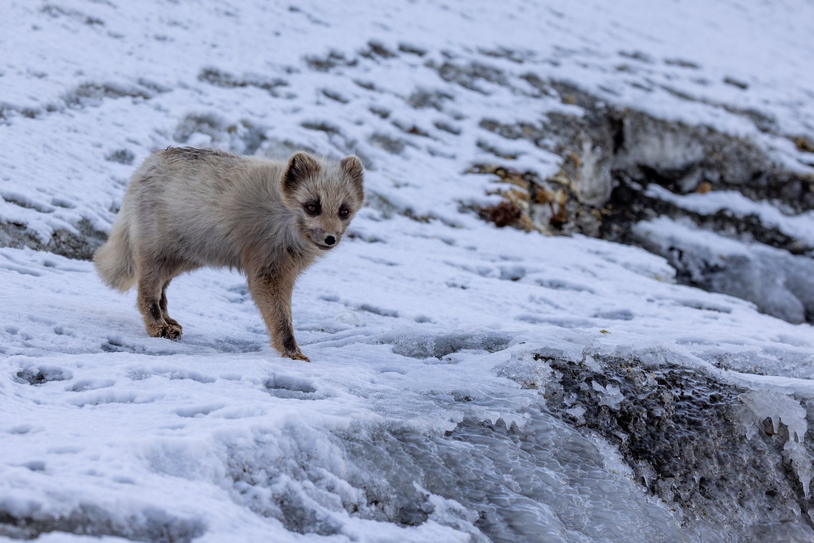 Polarfuchs im Winterfell auf Schnee und Fels, Spitzbergen im Mai