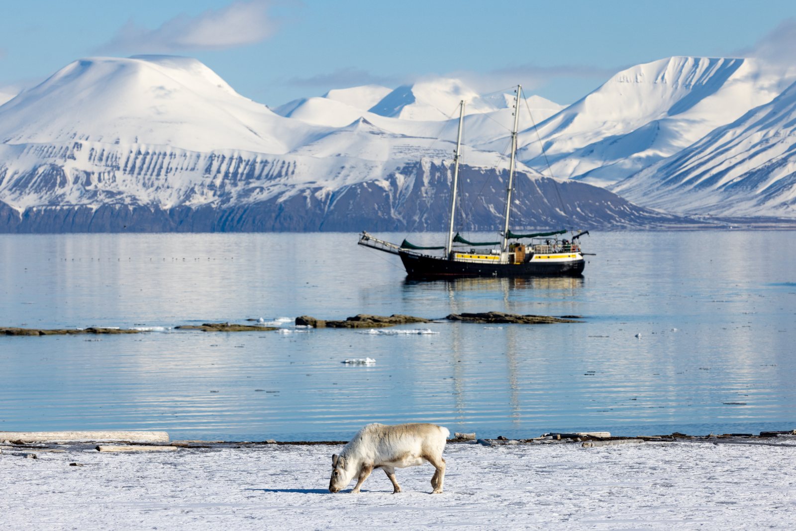Die SV Meander vor Anker am Bohemanneset im Isfjord, im Vordergrund ein Rentier im Schnee
