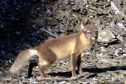 Polarfuchs im Sommerfell auf Geröll unter einem Vogelfelsen, Spitzbergen