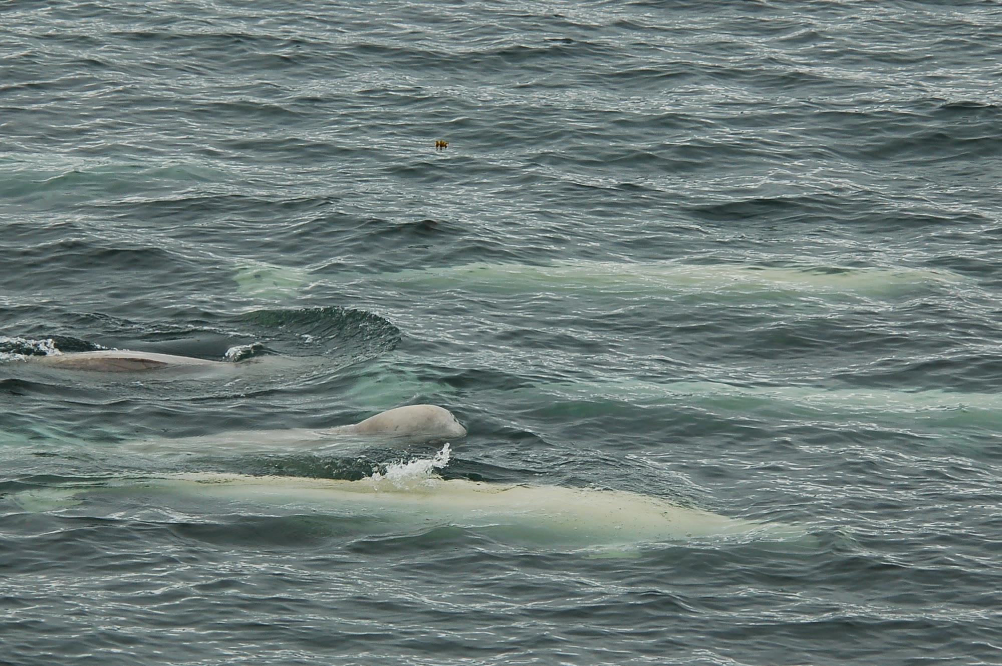 Gruppe von Belugas, Weißwalen, an der Wasseroberfläche vor Spitzbergen