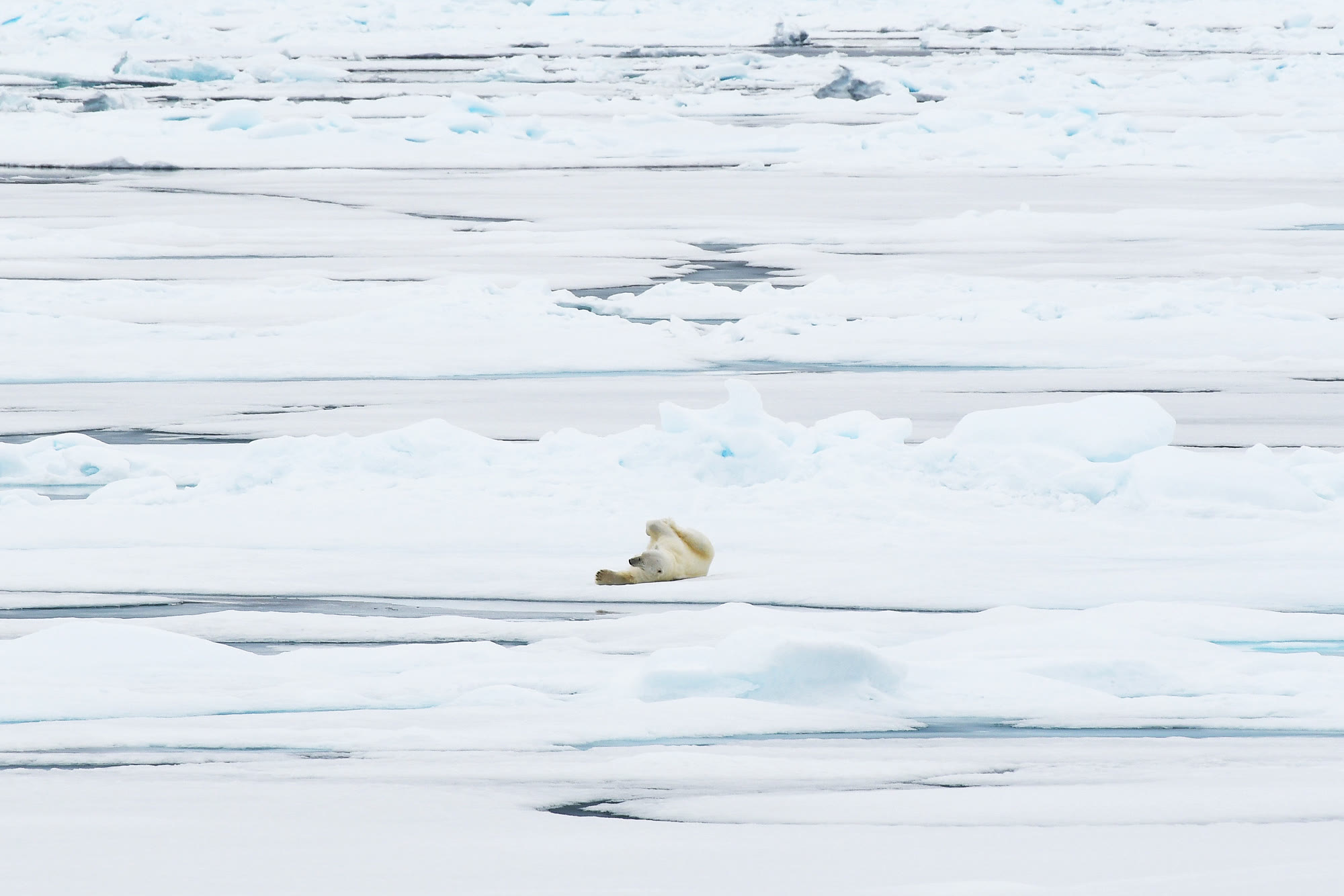 Nordspitzbergen oder Spitzbergen-Umrundung? Zwei Logbücher im Vergleich