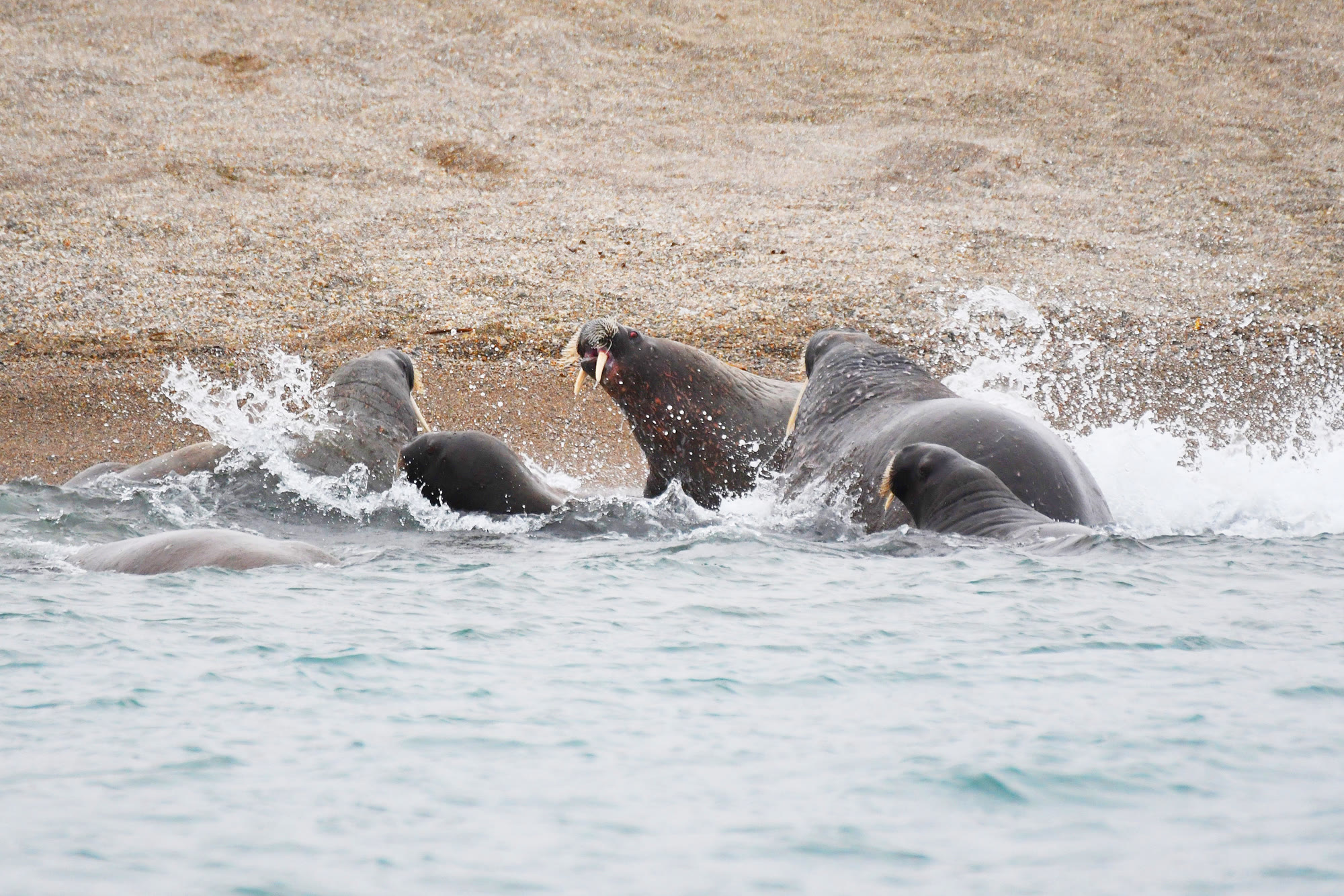 Walrosse an einem Strand in Spitzbergen, teilweise im Wasser