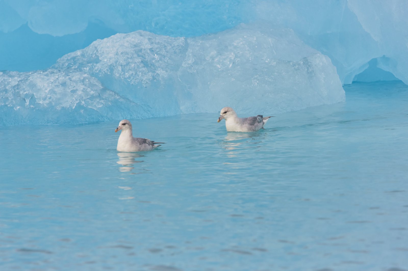 Zwei Eissturmvögel auf türkisfarbenem Wasser vor einem Eisberg bei Spitzbergen