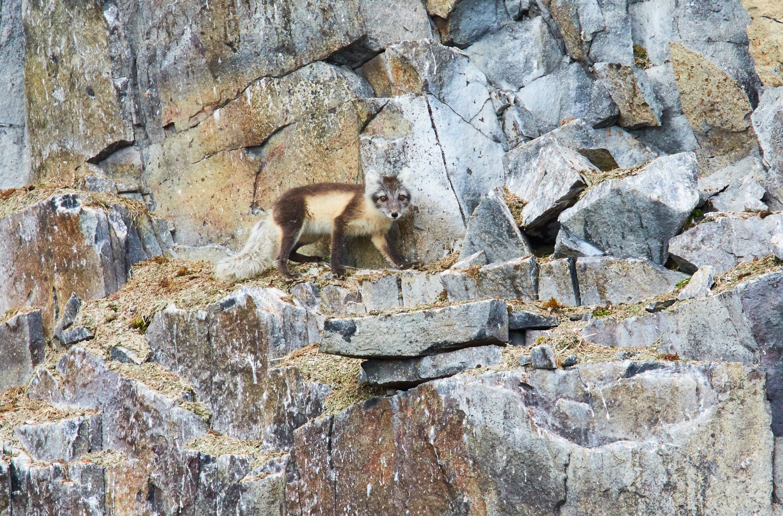 Polarfuchs im Sommerfell zwischen Felsen am Fuß einer Vogelklippe auf Spitzbergen