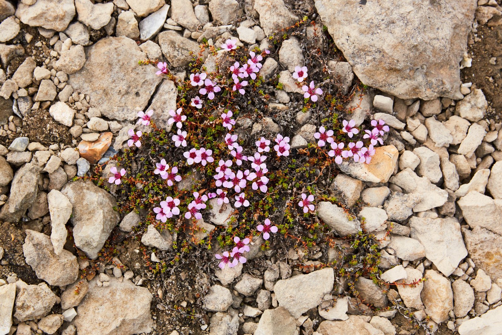 Purpur-Steinbrech mit rosa Blüten zwischen hellen Steinen auf Spitzbergen