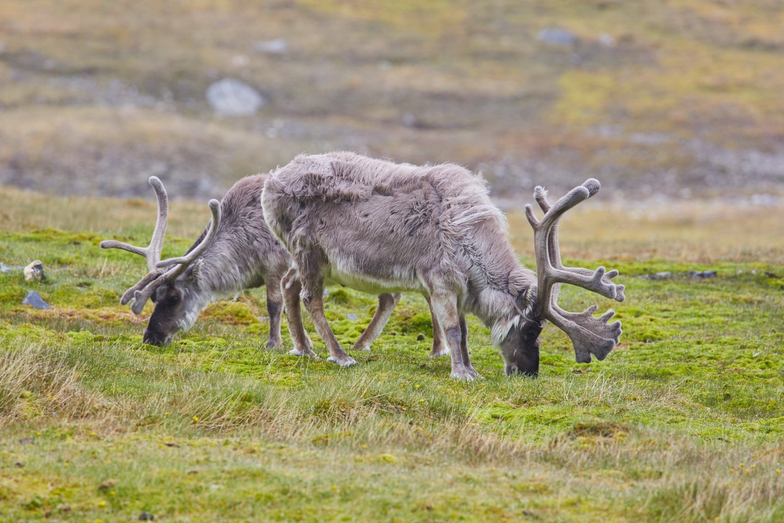 Zwei Spitzbergen-Rentiere grasen in der grünen Sommertundra