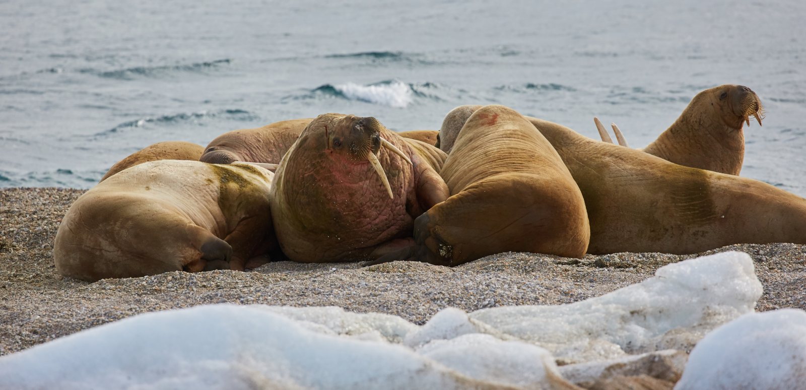 Walrosse, Vogelfelsen und eine Trapperhütte: was Spitzbergen außer Eisbären zeigt