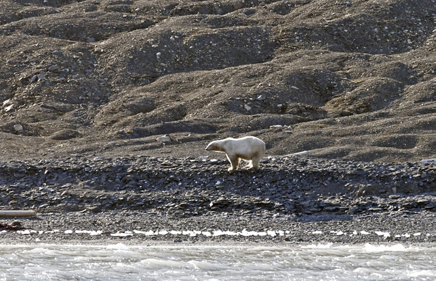 Eisbär, Walross, Buckelwal: was man auf einer Spitzbergen-Umrundung wirklich sieht