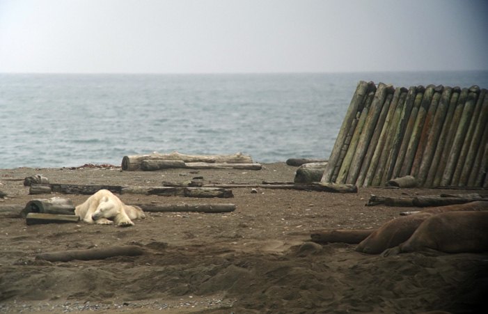 Eisbär liegt zwischen Treibholz an einem Strand in Spitzbergen