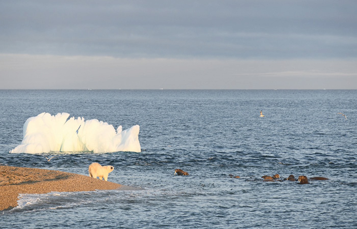 Eisbär am Ufer in Spitzbergen, im Wasser davor mehrere Walrosse