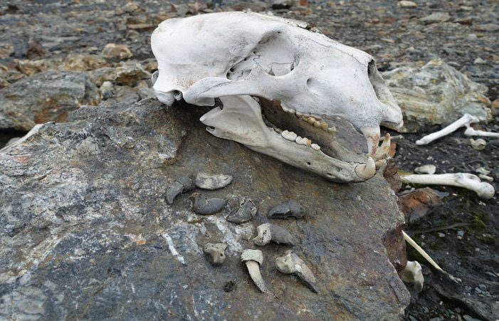 Schädel eines Eisbären mit Zähnen auf einem Felsen in der Tundra Spitzbergens
