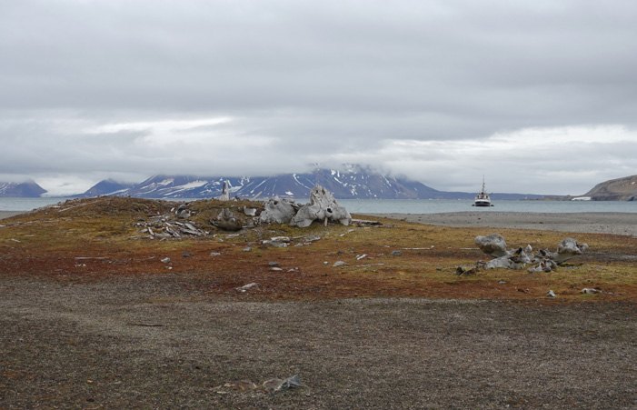 Walrosse liegen an einem Strand in der Tundra Spitzbergens, im Hintergrund ein Segelschiff