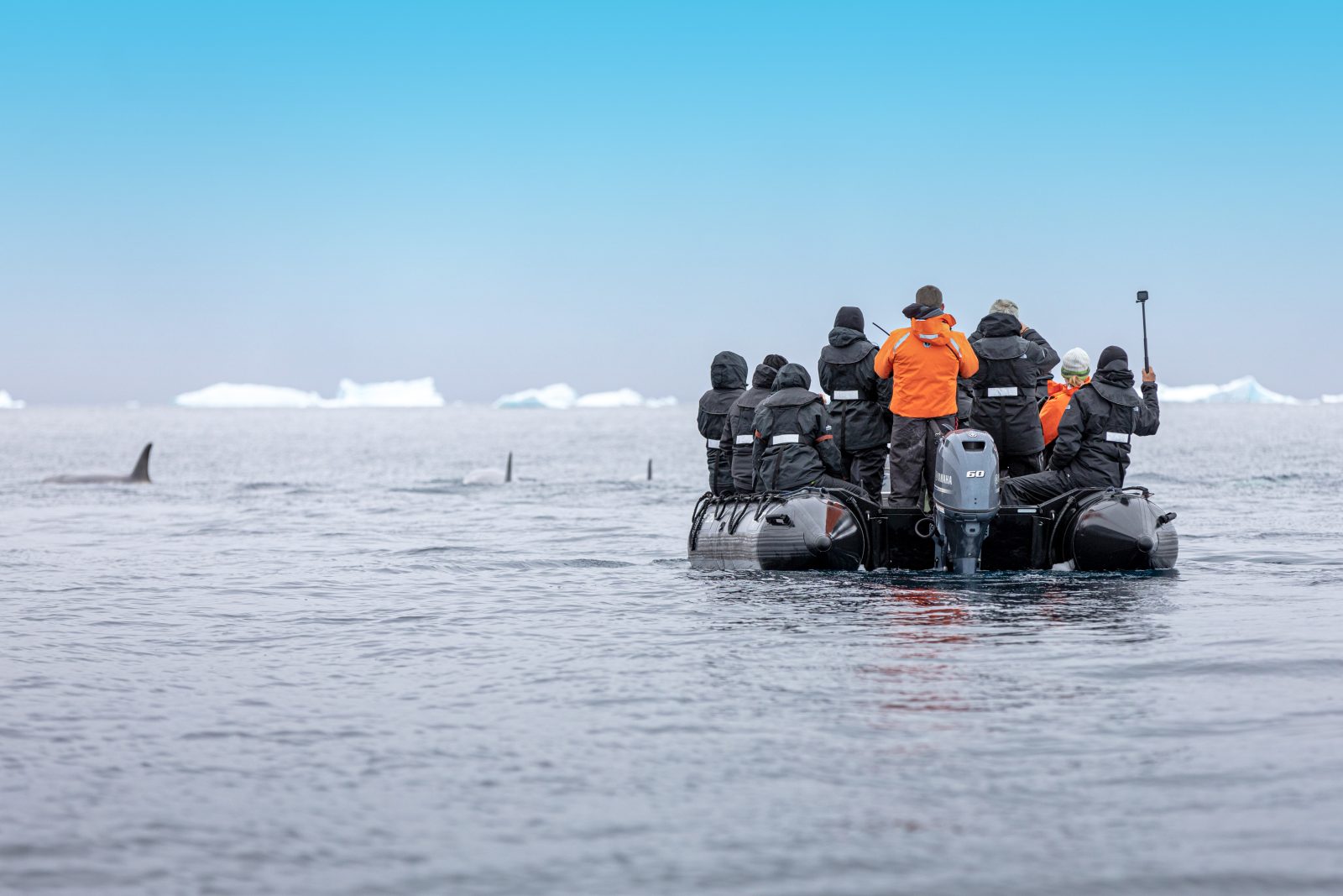 Wilhelmina Bay — Orcas neben dem Zodiac · Foto: Roger Pimenta